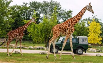 Parco Natura Viva Zoo Safari Parco Zoo Safari Natura Viva